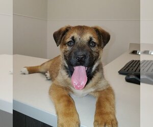 Charlotte (Pup 3 PINK) - Female Huskies -Unknown Mix Dog for Adoption - Photo #4