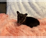 Small #6 American Corgi
