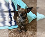 Small Chihuahua