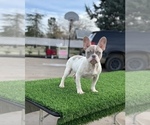 Small French Bulldog