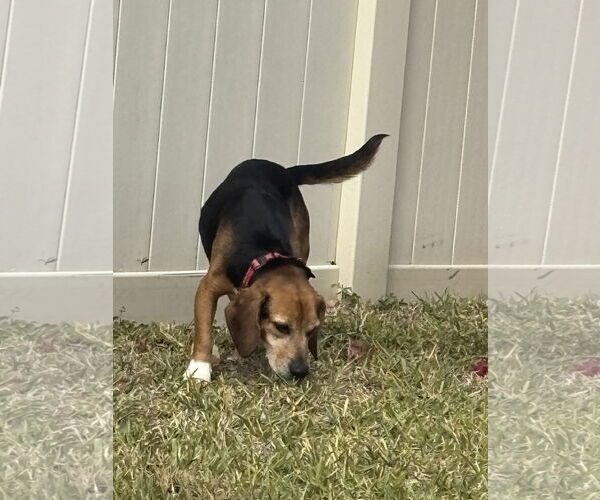 Medium Photo #4 Beagle Puppy For Sale in Tampa, FL, USA