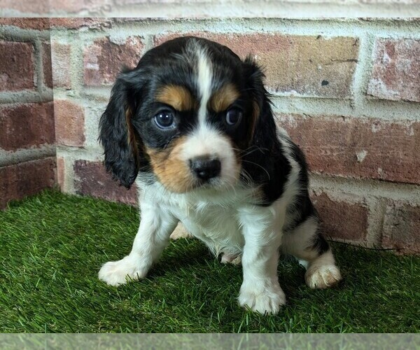 Medium Photo #6 Cavalier King Charles Spaniel Puppy For Sale in MOBERLY, MO, USA