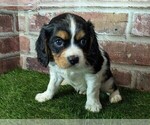 Small #5 Cavalier King Charles Spaniel