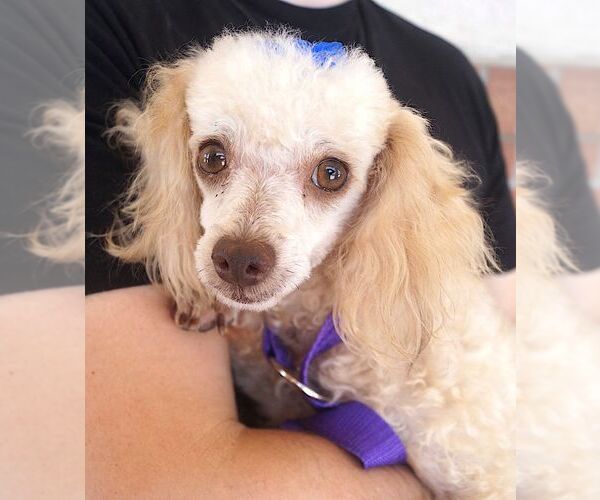 Medium Photo #2 Poodle (Miniature) Puppy For Sale in Carrollton, TX, USA