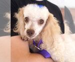 Small #1 Poodle (Miniature)
