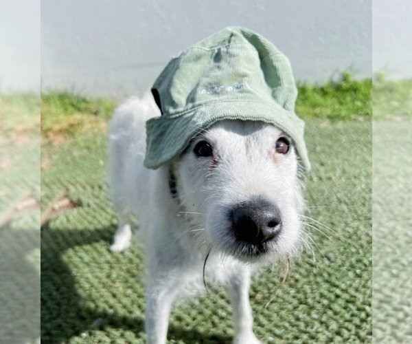Medium Photo #3 Jack Russell Terrier-Unknown Mix Puppy For Sale in  Ramona, CA, USA