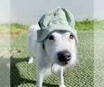 Small #2 Jack Russell Terrier Mix
