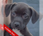 Sandy - Female Border Collie-Unknown Mix Dog for Adoption - Small photo