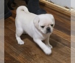 Small #13 Pug