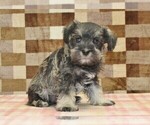 Small Photo #4 Schnauzer (Miniature) Puppy For Sale in DENVER, PA, USA