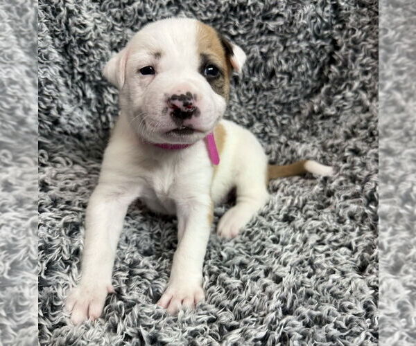 Medium Photo #8 American Pit Bull Terrier-Australian Shepherd Mix Puppy For Sale in OKLAHOMA CITY, OK, USA
