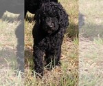 Small #8 Poodle (Standard)