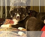 Small Photo #12 Australian Shepherd Puppy For Sale in MERCER, WI, USA