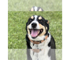 Mutt Dogs for adoption in Abbeville, LA, USA