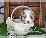 Puppy Puppy 1 Miniature Australian Shepherd