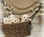 Small Photo #11 Maltese Puppy For Sale in RALEIGH, NC, USA
