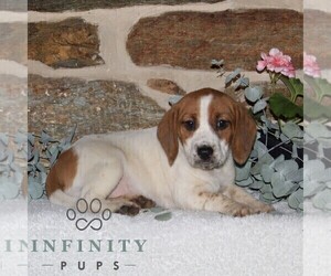 Jack-A-Bee Puppy for sale in STEWARTSTOWN, PA, USA