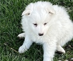Puppy 6 American Eskimo Dog-Border-Aussie Mix