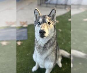 Siberian Husky-Unknown Mix Dogs for adoption in Chula Vista, CA, USA