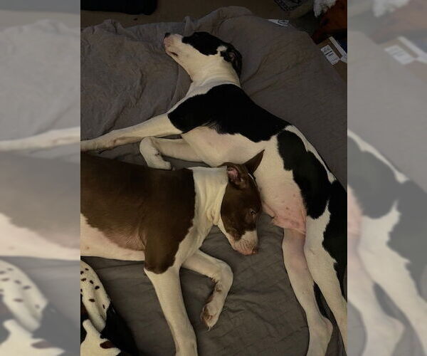 Medium Photo #14 American Staffordshire Terrier-Collie Mix Puppy For Sale in Caribou, ME, USA