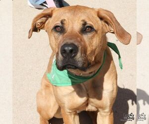 Black Mouth Cur-Boxer Mix Dogs for adoption in Washington, DC, USA