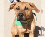 Small Black Mouth Cur-Boxer Mix