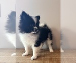 Small #5 Pomeranian