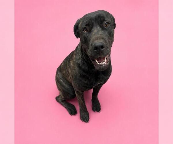 Medium Photo #1 Mutt Puppy For Sale in HESPERIA, CA, USA