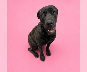 Mutt Dogs for adoption in HESPERIA, CA, USA