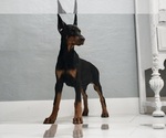 Small #13 Doberman Pinscher