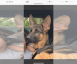 Small Photo #1 German Shepherd Dog Puppy For Sale in FAIR LAWN, NJ, USA