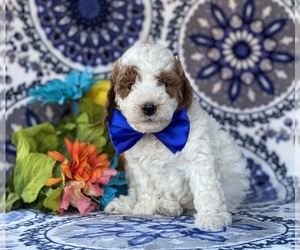 Poodle (Miniature) Puppy for sale in LANCASTER, PA, USA