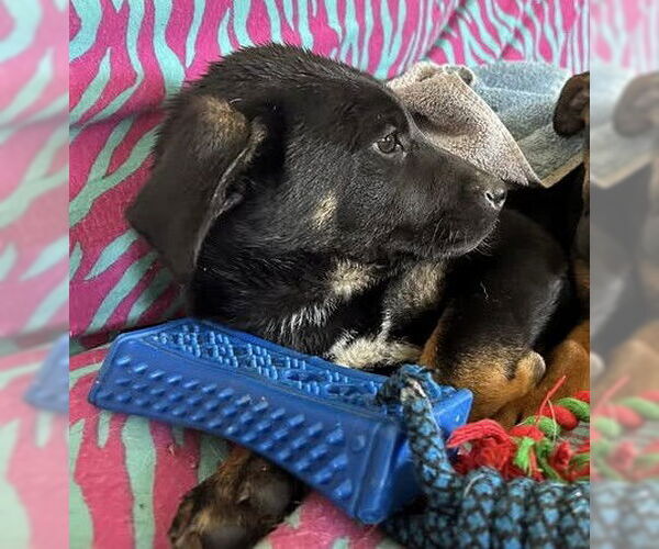 Medium Photo #3 German Shepherd Dog-Unknown Mix Puppy For Sale in Hinton, WV, USA