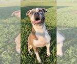 Small #2 American Pit Bull Terrier