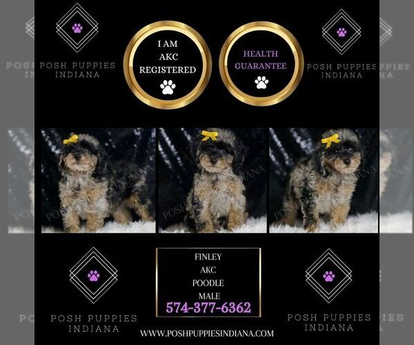 Medium Photo #71 Poodle (Toy) Puppy For Sale in WARSAW, IN, USA