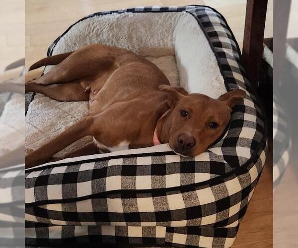 Medium Photo #11 Labrador Retriever-Unknown Mix Puppy For Sale in San Diego, CA, USA