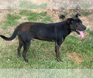 Labrador Retriever Dogs for adoption in Bryant, AR, USA