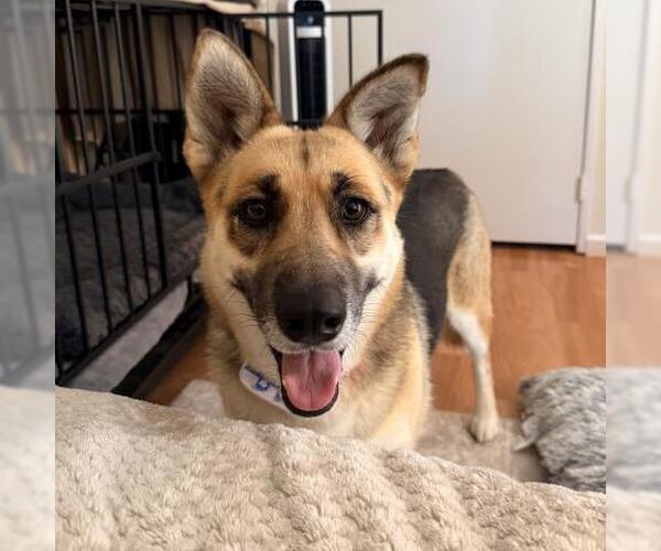 Medium Photo #2 German Shepherd Dog Puppy For Sale in Camarillo, CA, USA