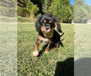 Cavalier King Charles Spaniel Puppy for sale in FORT MILL, SC, USA