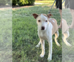 Small #1 Mutt