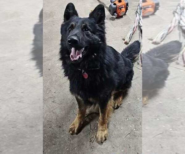 Medium Photo #1 German Shepherd Dog Puppy For Sale in CORNELL, MI, USA
