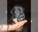 Small Photo #2 Daniff Puppy For Sale in CHESTER GAP, VA, USA