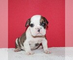 Small Photo #2 Bulldog Puppy For Sale in HIALEAH, FL, USA