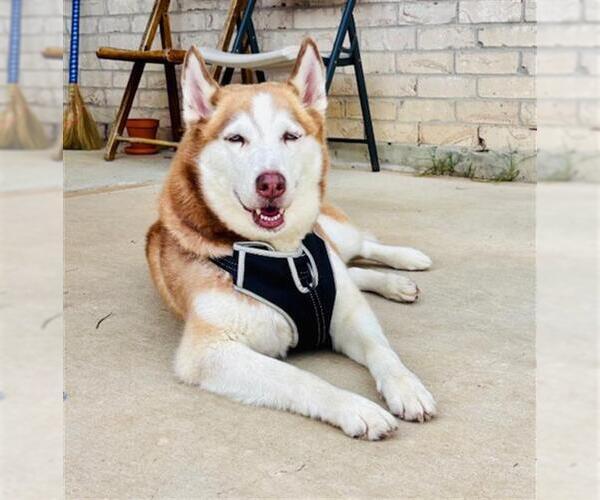 Medium Photo #1 Siberian Husky Puppy For Sale in Rosenberg, TX, USA