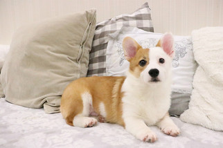 Pembroke Welsh Corgi Puppy for sale in SAN JOSE, CA, USA