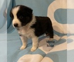 Small Photo #4 Australian Shepherd Puppy For Sale in EXETER, MO, USA