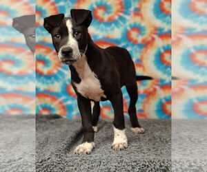 American Pit Bull Terrier-Unknown Mix Dogs for adoption in Talladega, AL, USA
