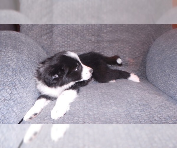 Medium Photo #28 Border Collie Puppy For Sale in AIKEN, SC, USA