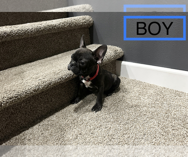 Full screen Photo #3 French Bulldog Puppy For Sale in AUBURN, WA, USA