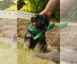 Small Photo #1 German Shepherd Dog Puppy For Sale in OREGON CITY, OR, USA